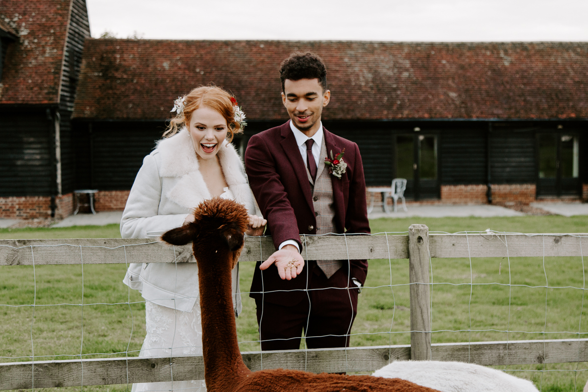 Coltsfoot wedding venue wedding portraits with alpacas
